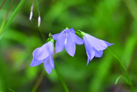 Delicate flowers grace area woodlands